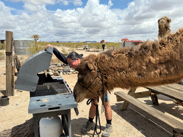 Checking out the grill with a little help from a camel. Camp with the Camels at Goffs, Mojave Desert Heritage & Cultural Association photo: Laura Misajet
