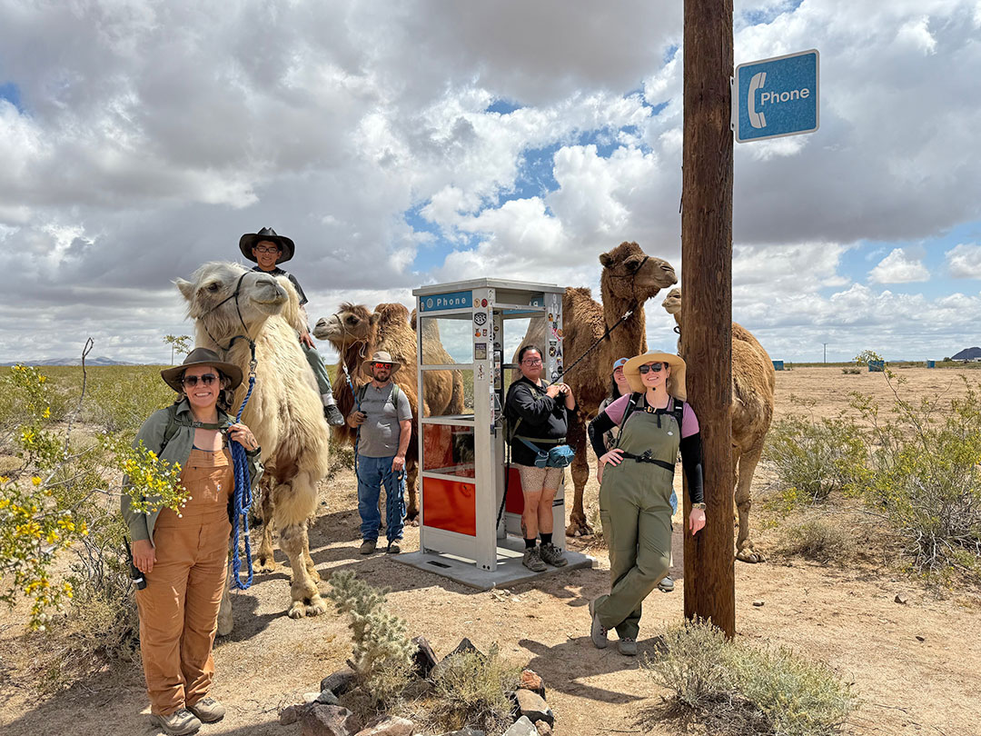 Camp with the Camels - Camels and surrounding a phone booth in the Mojave Desert